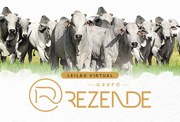 LEILÃO VIRTUAL TOUROS GRUPO REZENDE